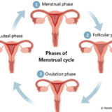 stages of the menstrual cycle