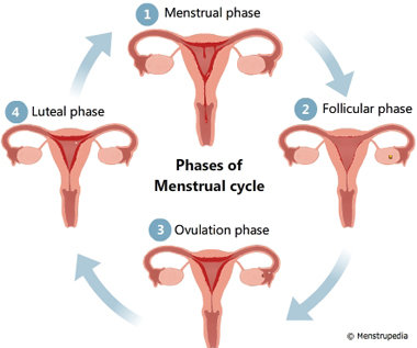 What are the stages of the menstrual cycle?